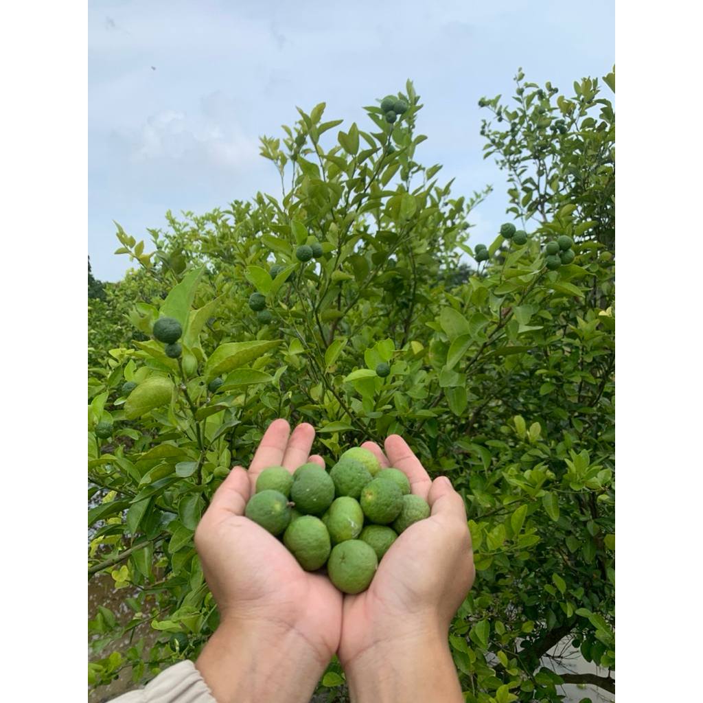 Jeruk limau (jeruk sambal) 1kg