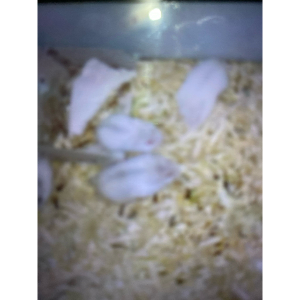 INDUKAN HAMSTER WINTER