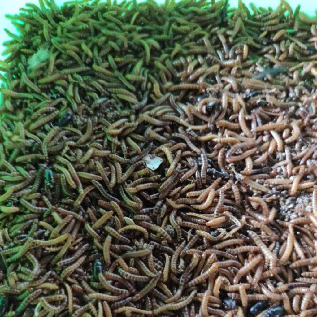 Ulat kandang Hidup 100g/500g  1kg Untuk Pakan Ikan Dan Burung