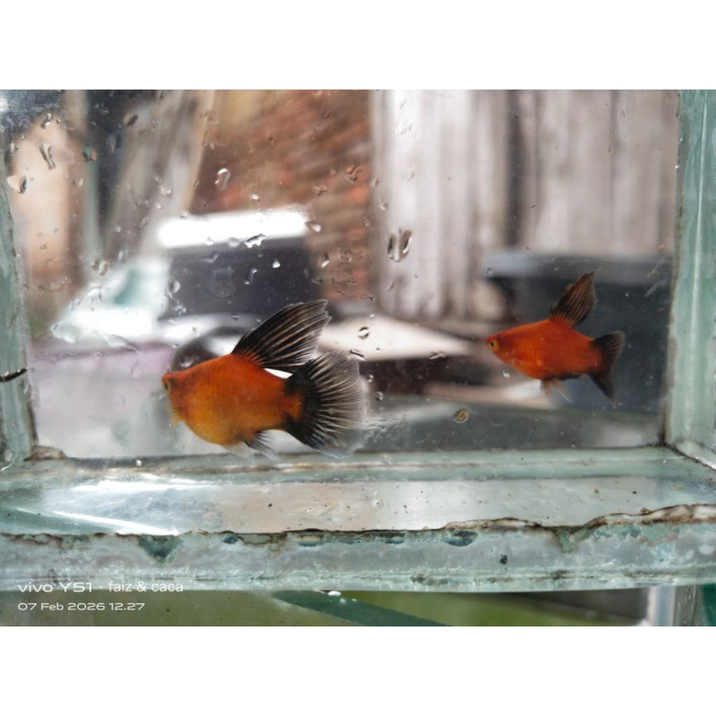 hiasan aquarium platy wagtail