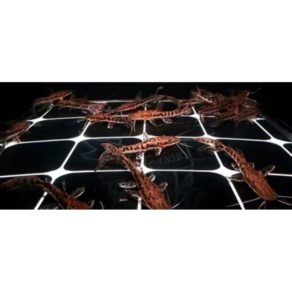 IKAN HIAS TIGER SHOVELNOSE TSN PREDATOR AQUARIUM KOLAM SIZE 10-12 CM [ISI 2 EKOR]