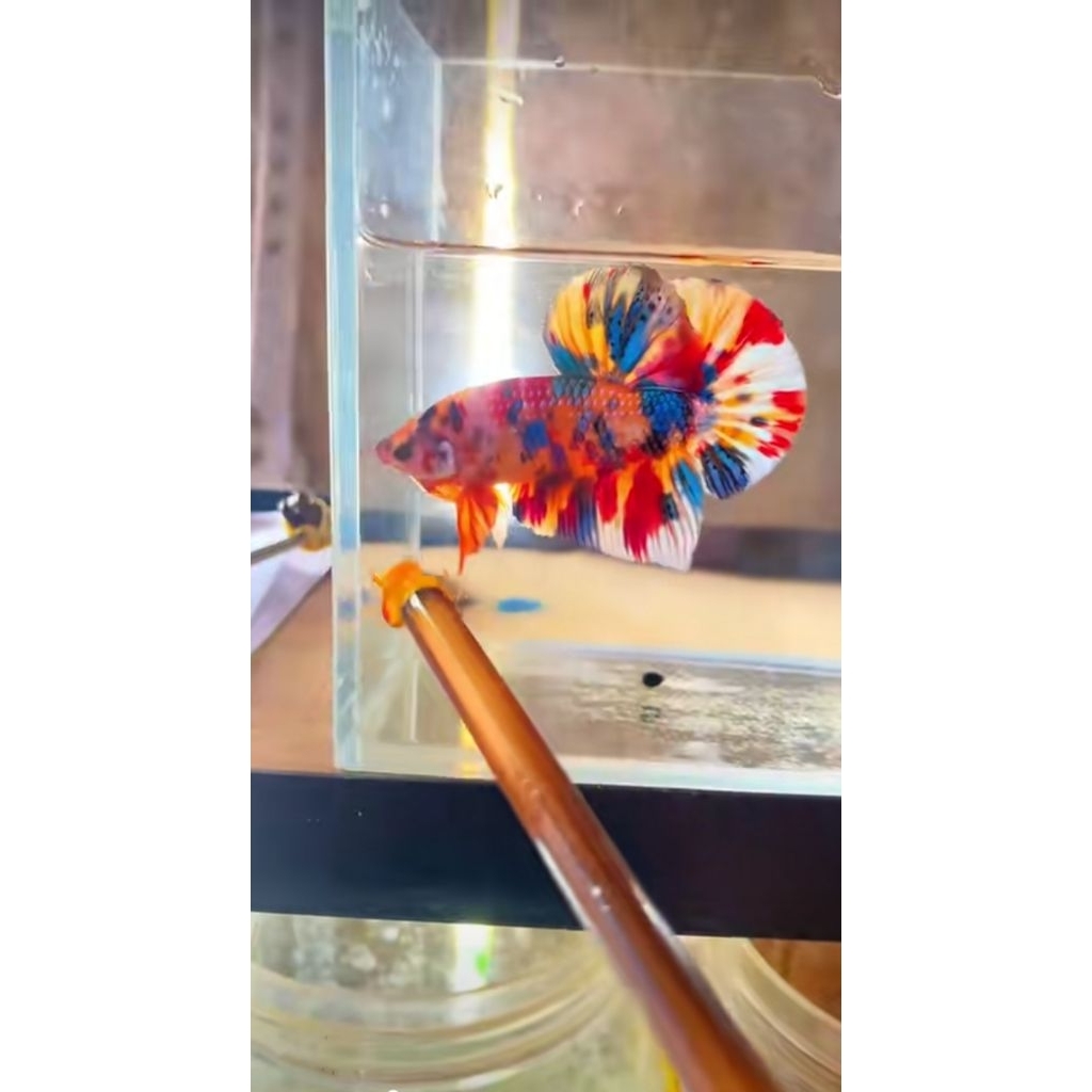 GIANT HMPK MULTI BO 5,3