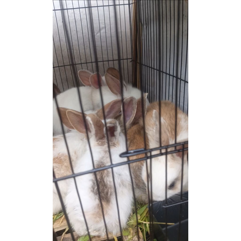 Anakan Kelinci Lokal
