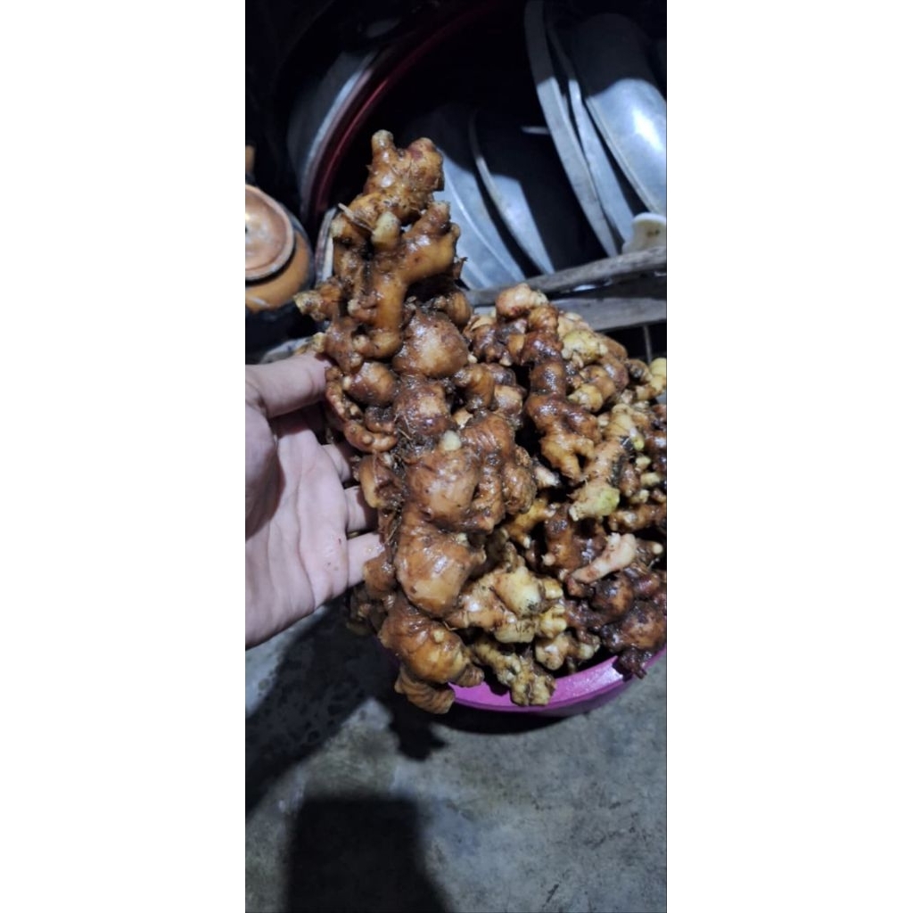 Jahe Segar - Jahe Emprit, Jahe Merah, 1kg
