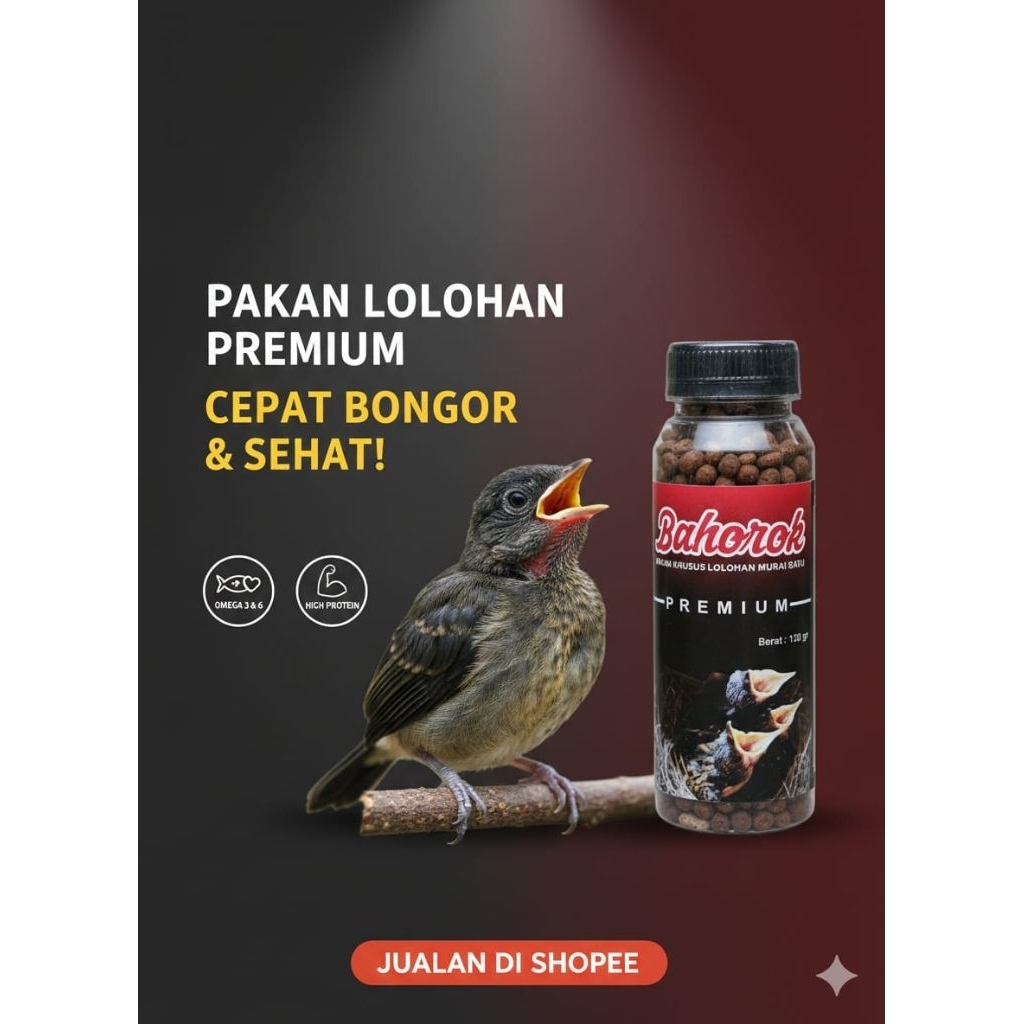 PAKAN ANAKAN MURAI BATU BURUNG LOLOHAN BAHOROK
