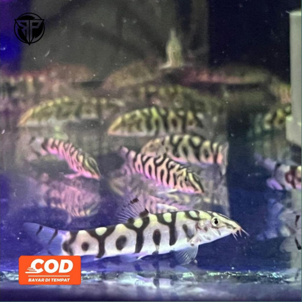 Botia India Ikan Hias Air Tawar Motif Batik Menarik Ikan Pembersih Substrat Omnivora