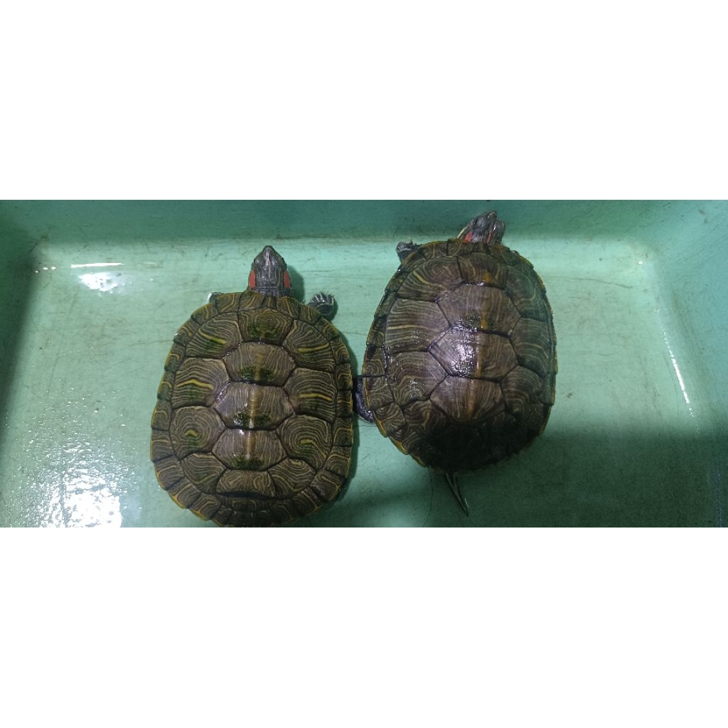 KURA KURA HIDUP BRAZIL MEDIUM