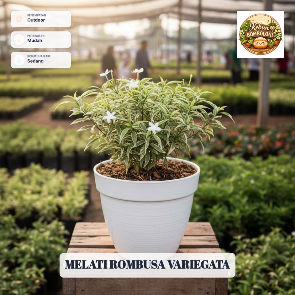 Melati Rombusa Variegata Rimbun Tanaman Hias Outdoor Pagar Minimalis