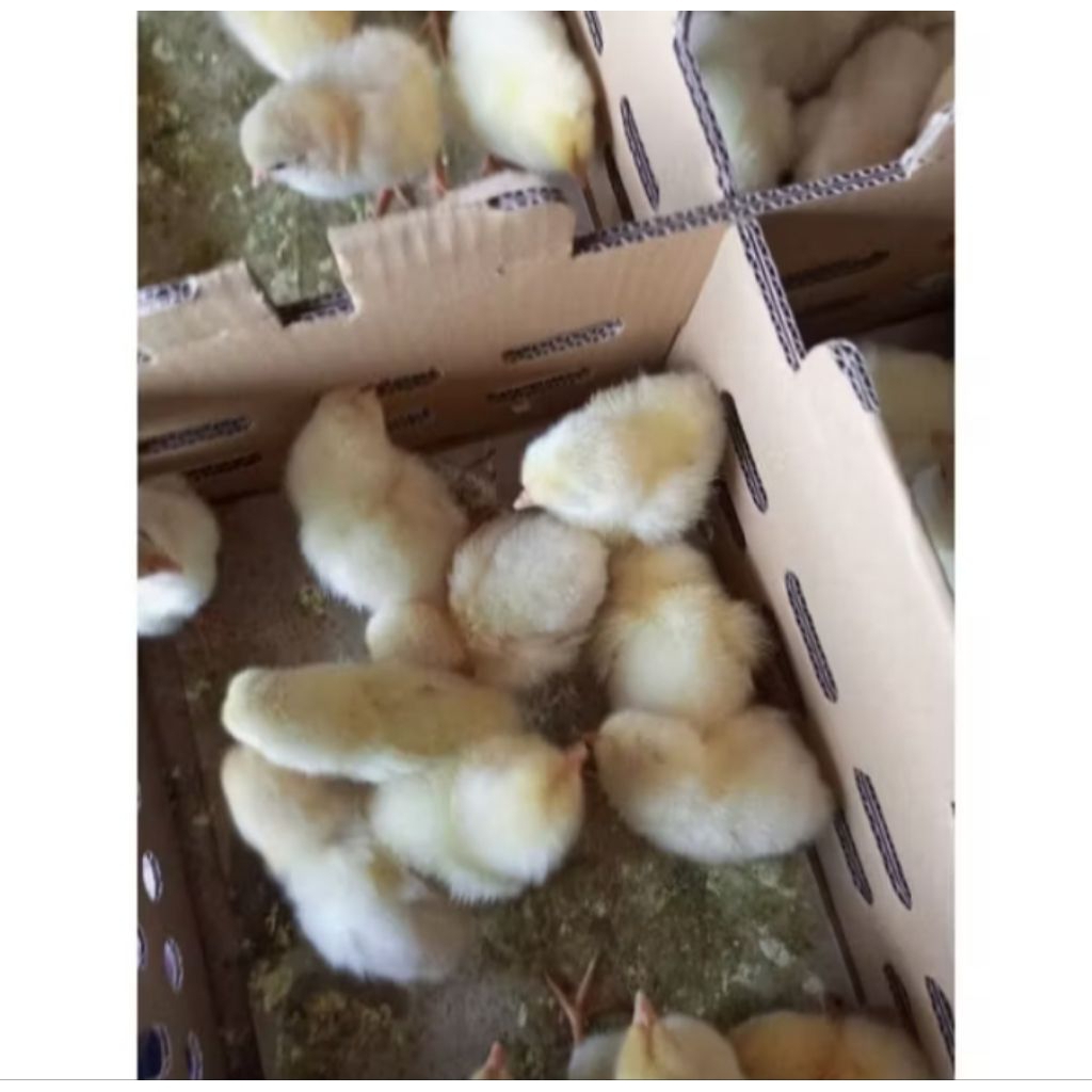 ayam jantan pedaging - ayam pedaging jantan - ayam negeri jantan - doc negeri