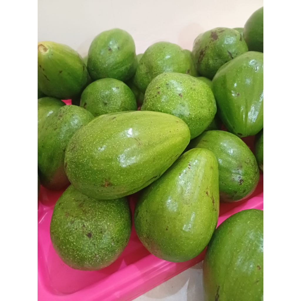 Alpukat mentega aligator jumbo 1kg isi 1-2