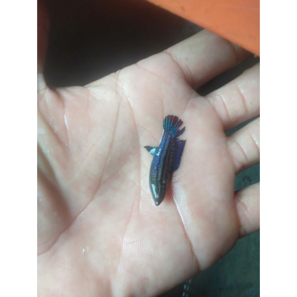 cupang bagan mds pimale(betina) free pakan