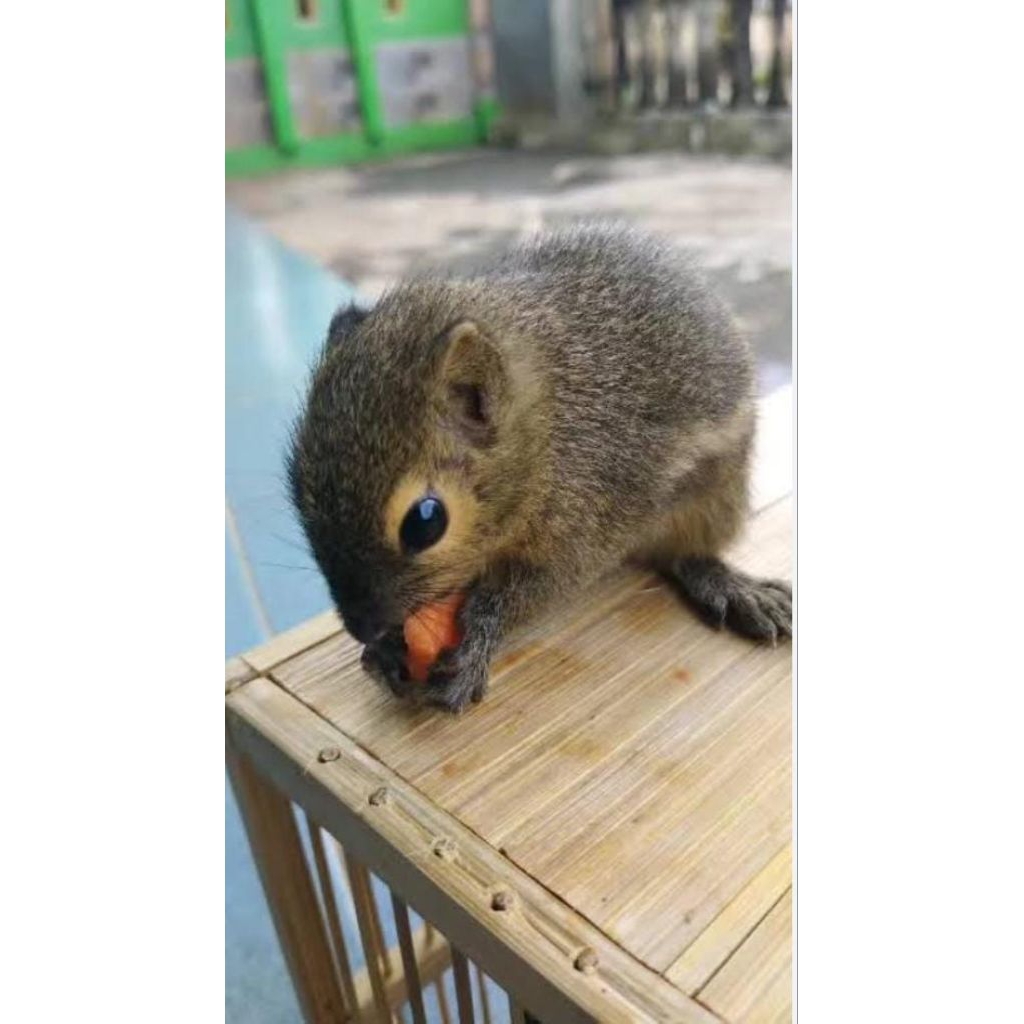 Tupai Gendu Kelapa Murah Lucu Mainan Anak Garansi Jinak