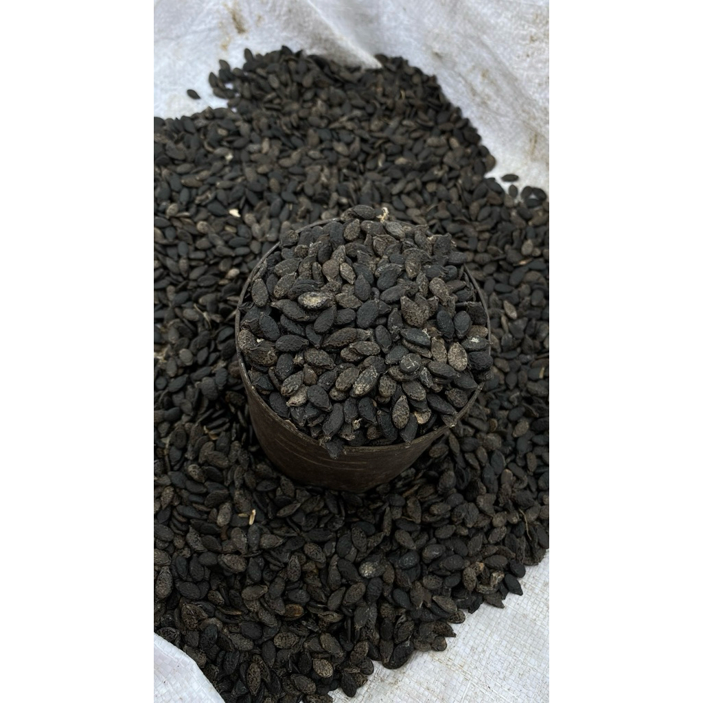 Bibit Oyong/Gambas Anggun Tavi F1