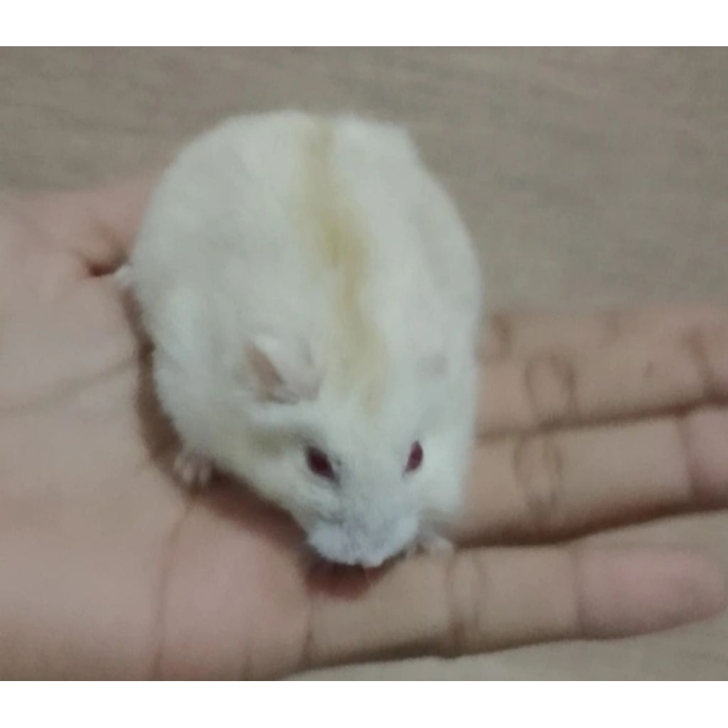 Hamster Winter White Golden