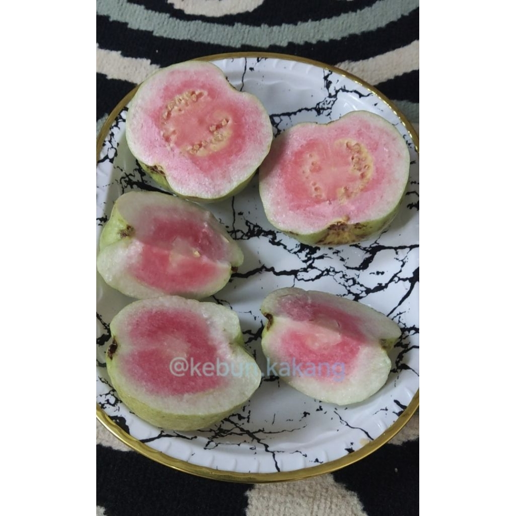 CUTTING / ENTRES JAMBU BIJI RED DIAMOND | TANPA BIJI | VALID 100 PERSEN