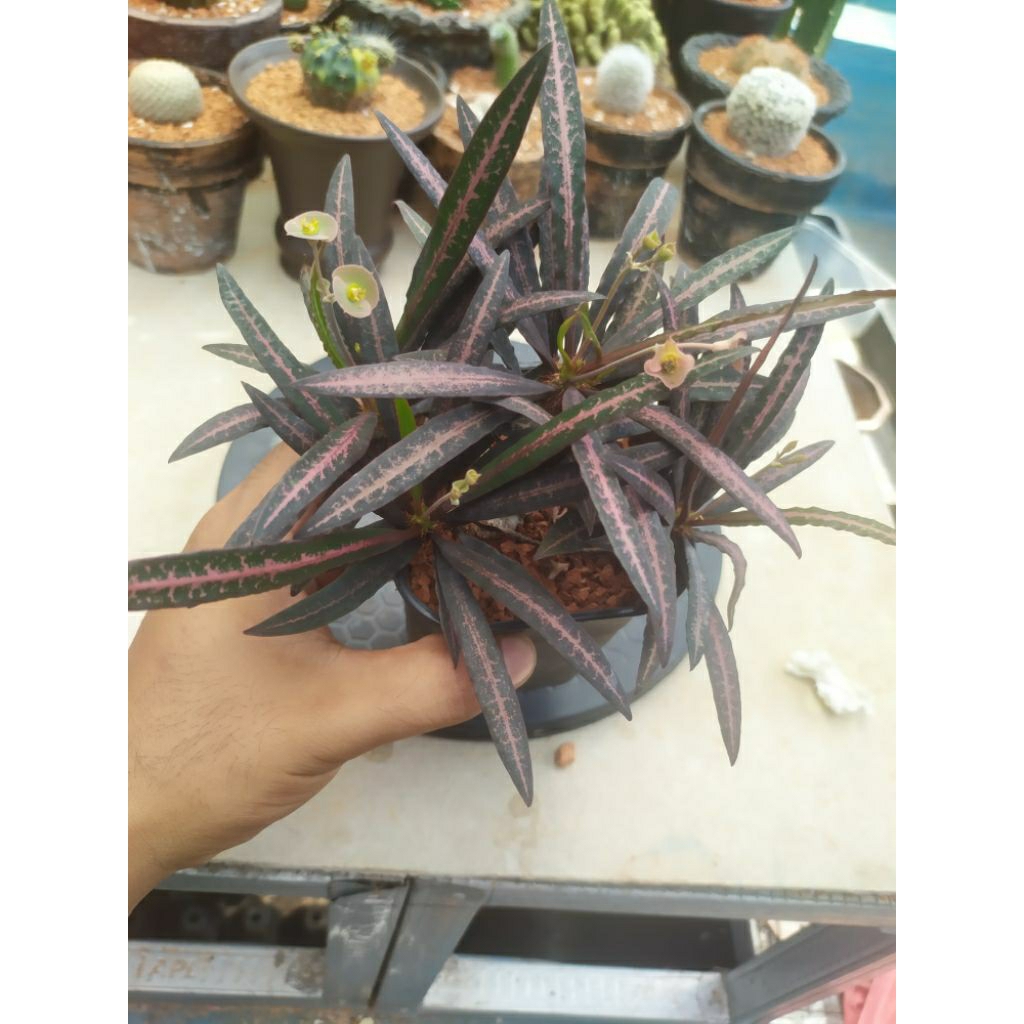 Euphorbia Francoisii indukan sudah bercabang besar