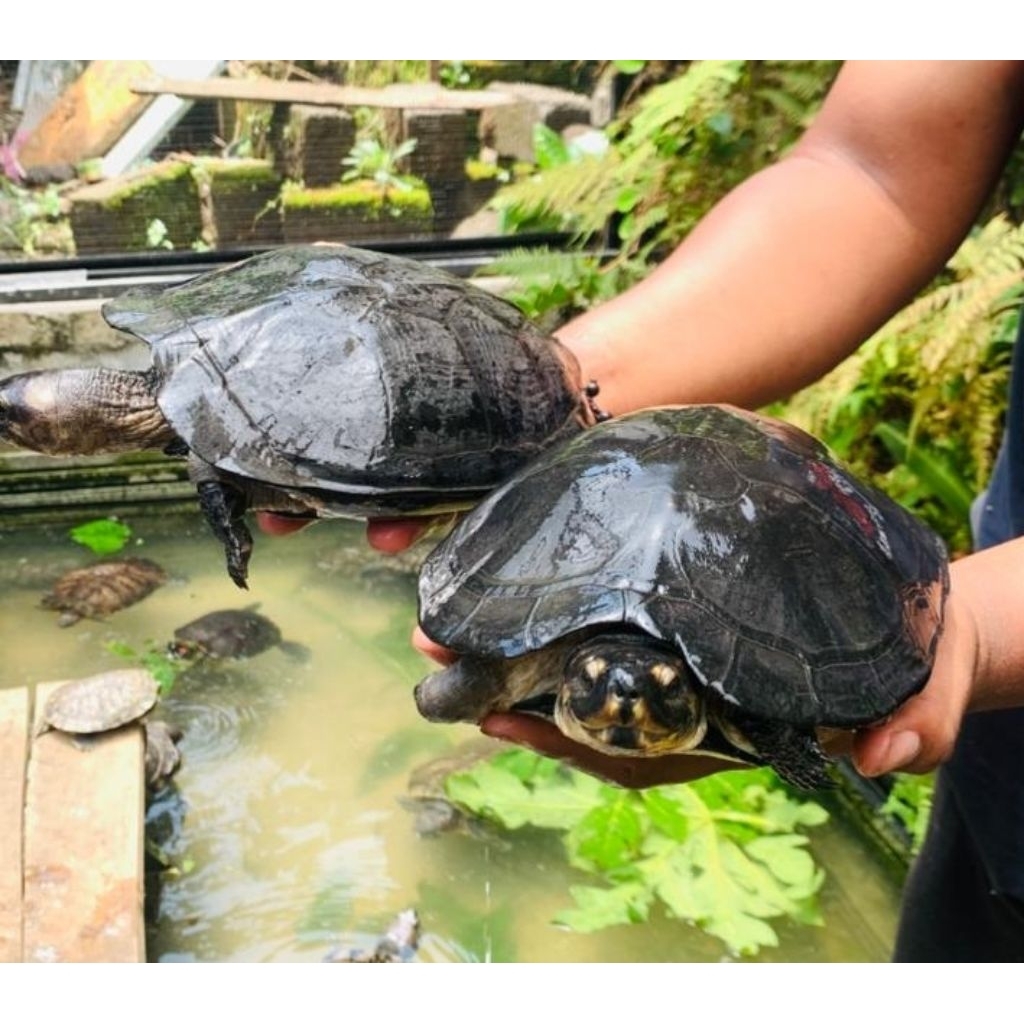 Hiasan Kura-kura PIPI PUTIH ? hiasan Aquarium | Bak tampung | Kolam  