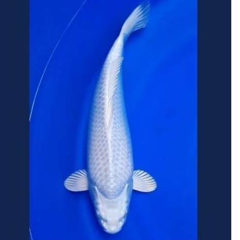 ikan koi platinum kualitas A size 30-35cm