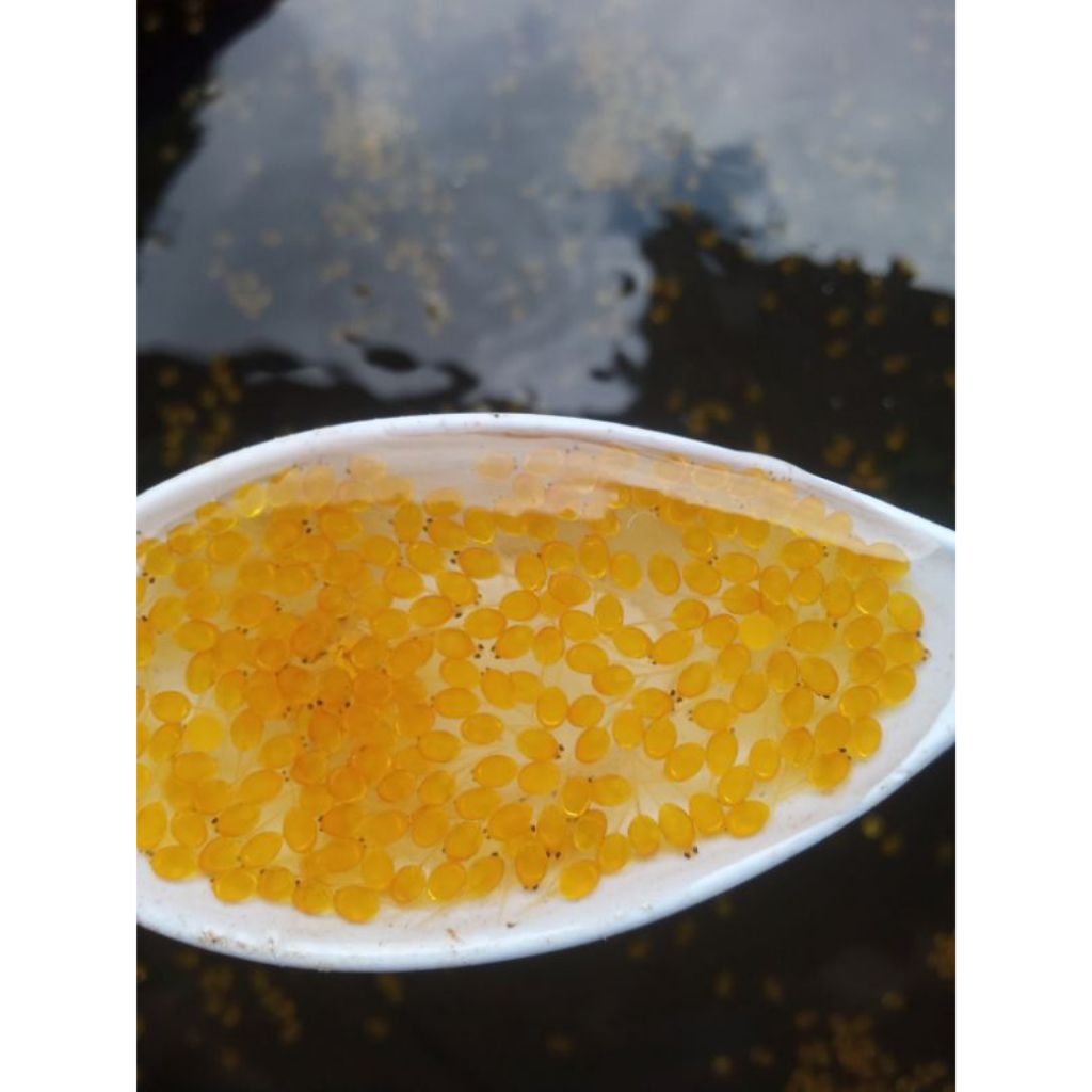 bibit/benih,telur larva ikan gurame soang. 5000/paket