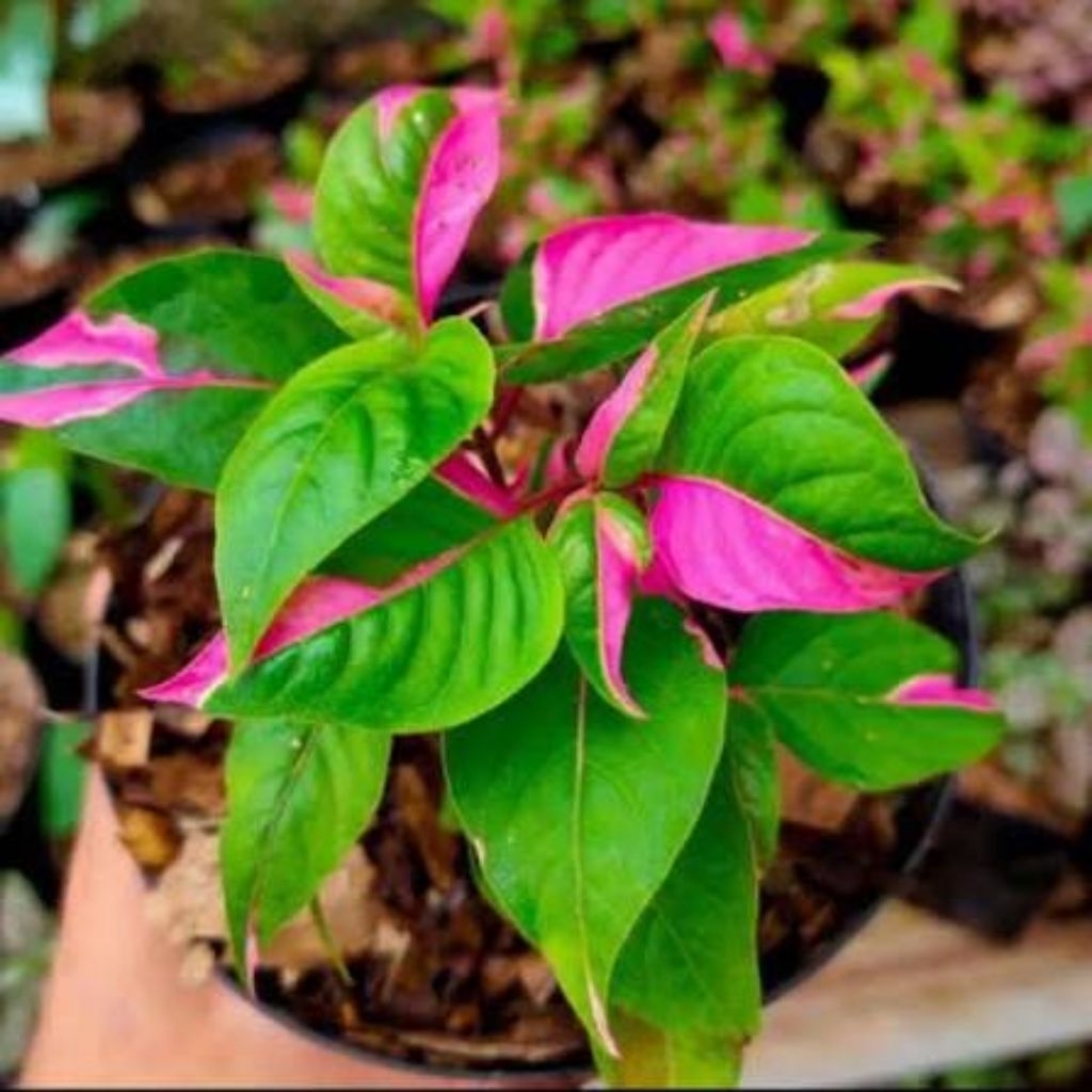 Tanaman Hias Sepia Daun Pink Tanaman Sepia Pink