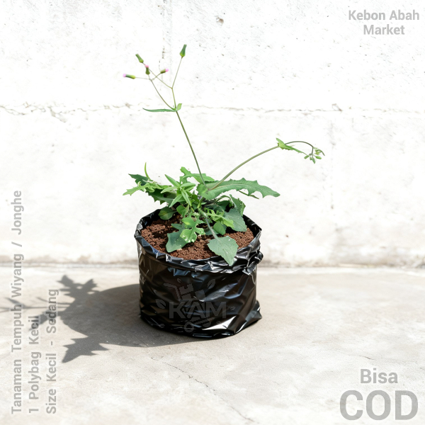 Temu Tempuh Wiyang Jonge Jonghe 1 Tanaman Obat Herbal Segar