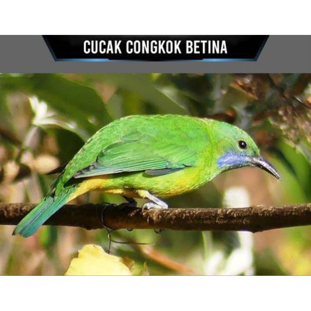 Cucak cungkok betina rawatan rajin bunyi