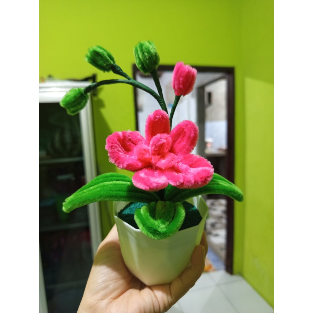 anggrek bulan pot mini