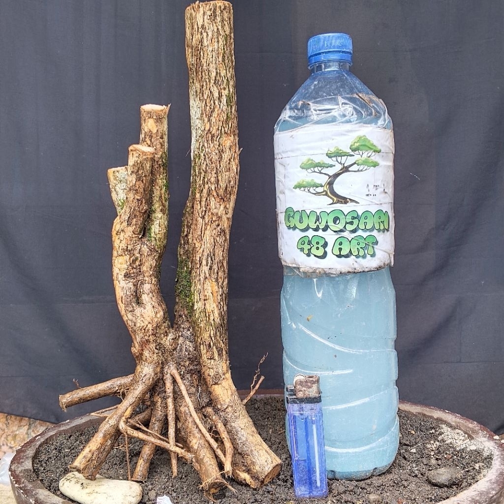 Bahan Bonsai Kemuning Dongkelan Formal Batang Twin Akar Muter Small Size Real Pict