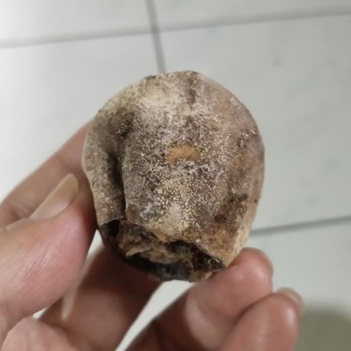 Kemiri Adu Muncang Adu Anak MD Cangklongan Full Tua