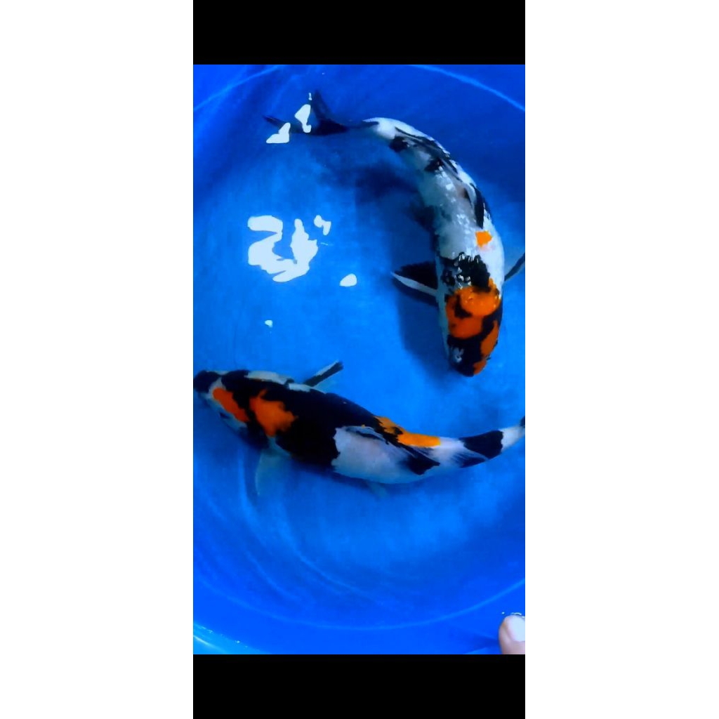 PROMO PAKET PAKAN/ JUMBO KOI BLITAR SIZE 30-40CM