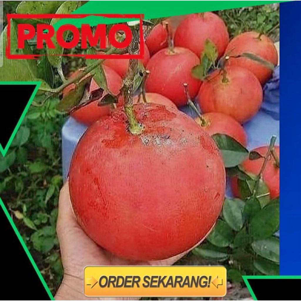 Bisa (COD) Benih Jeruk Red Pamelo Isi 20 Biji Kualitas Unggul Cepat Berbuah Temurah Cuma Disini