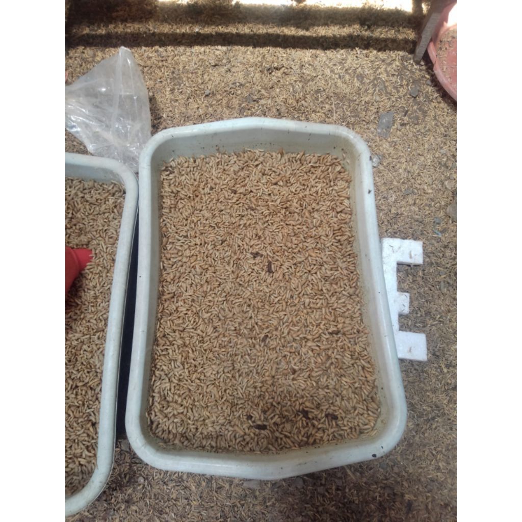 100g pakan ternak ayam,entok dll magot bsf segar