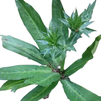 Daun Ketumbar Jawa / Daun Walang Sangit Segar - Herbal & Umpan Pancing Nila Jitu per 10 pohon ukuran