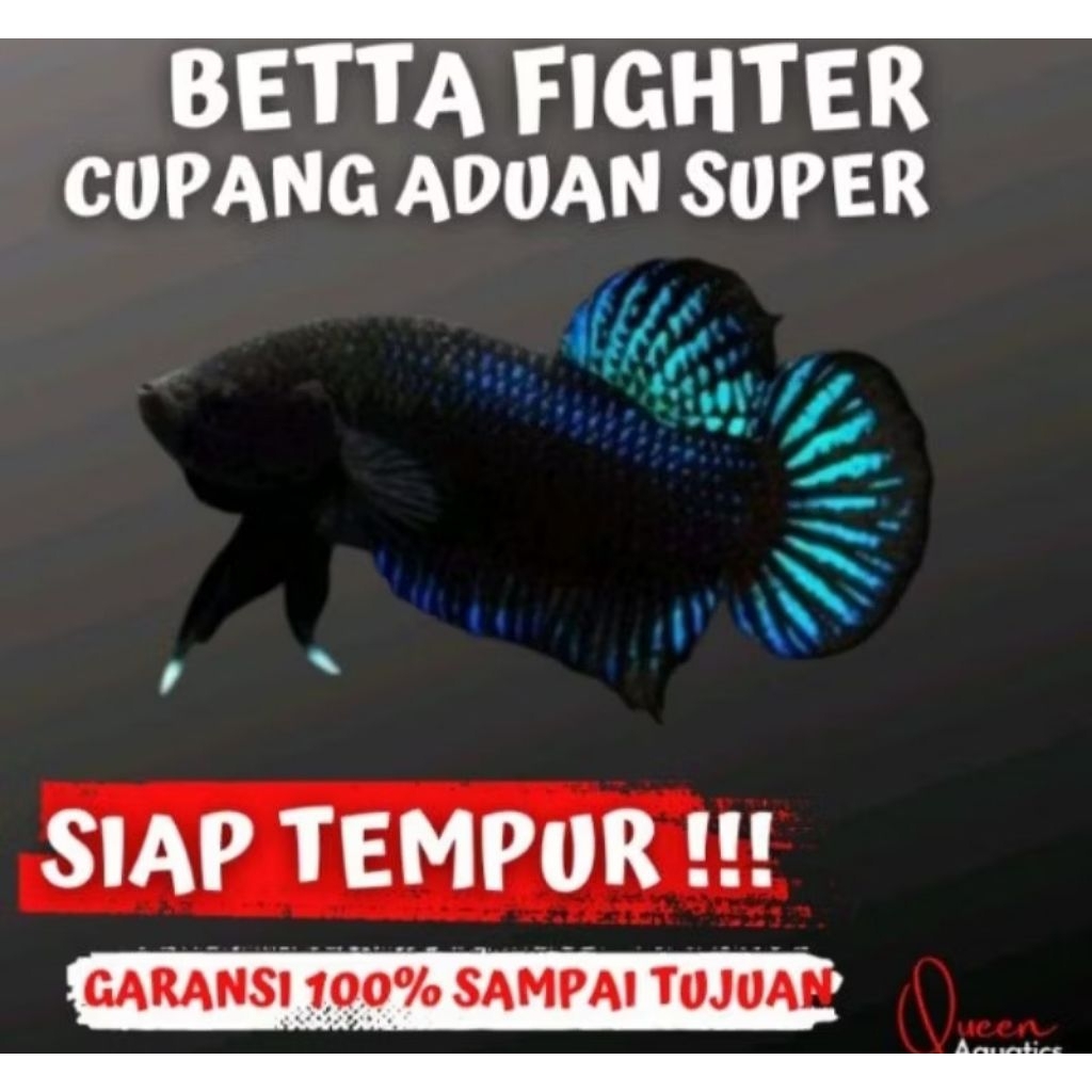 cupang hias aduan jotos jotosan Katapang vitamin super original ikan hiyas dekorasi Akuarium aquasec