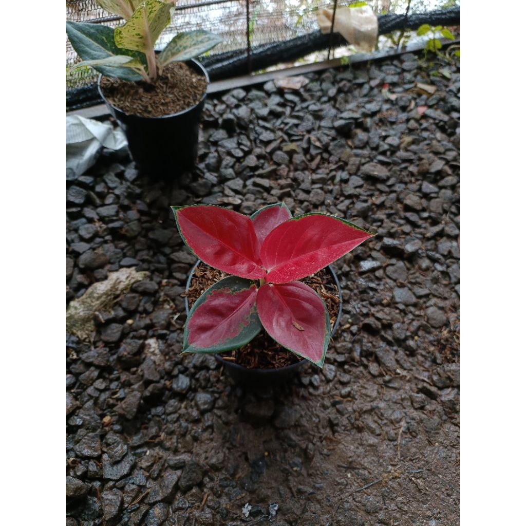Tanaman Hias Aglaonema Suksom - Tanaman Hias Aglaonema Baby Suksom
