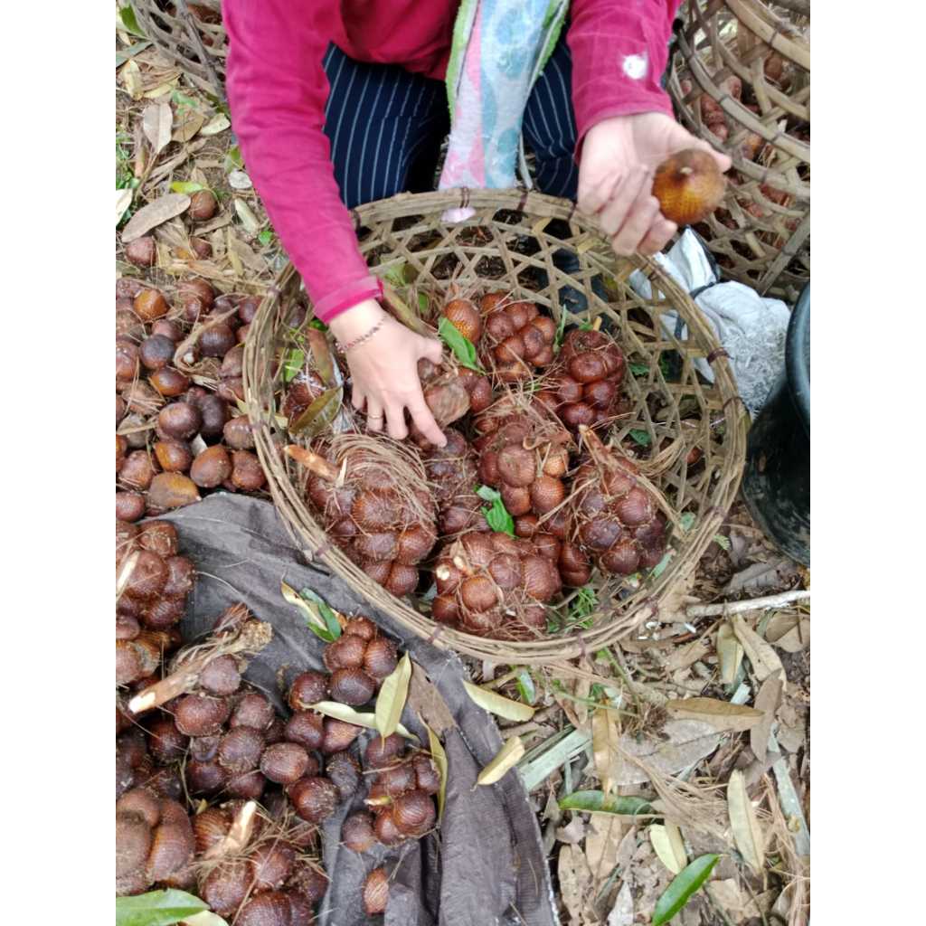 Salak Gula Pasir Super Asli Bali Fresh Baru Petik 2 Kg