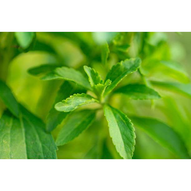 TANAMAN SUPER BENIH STEVIA