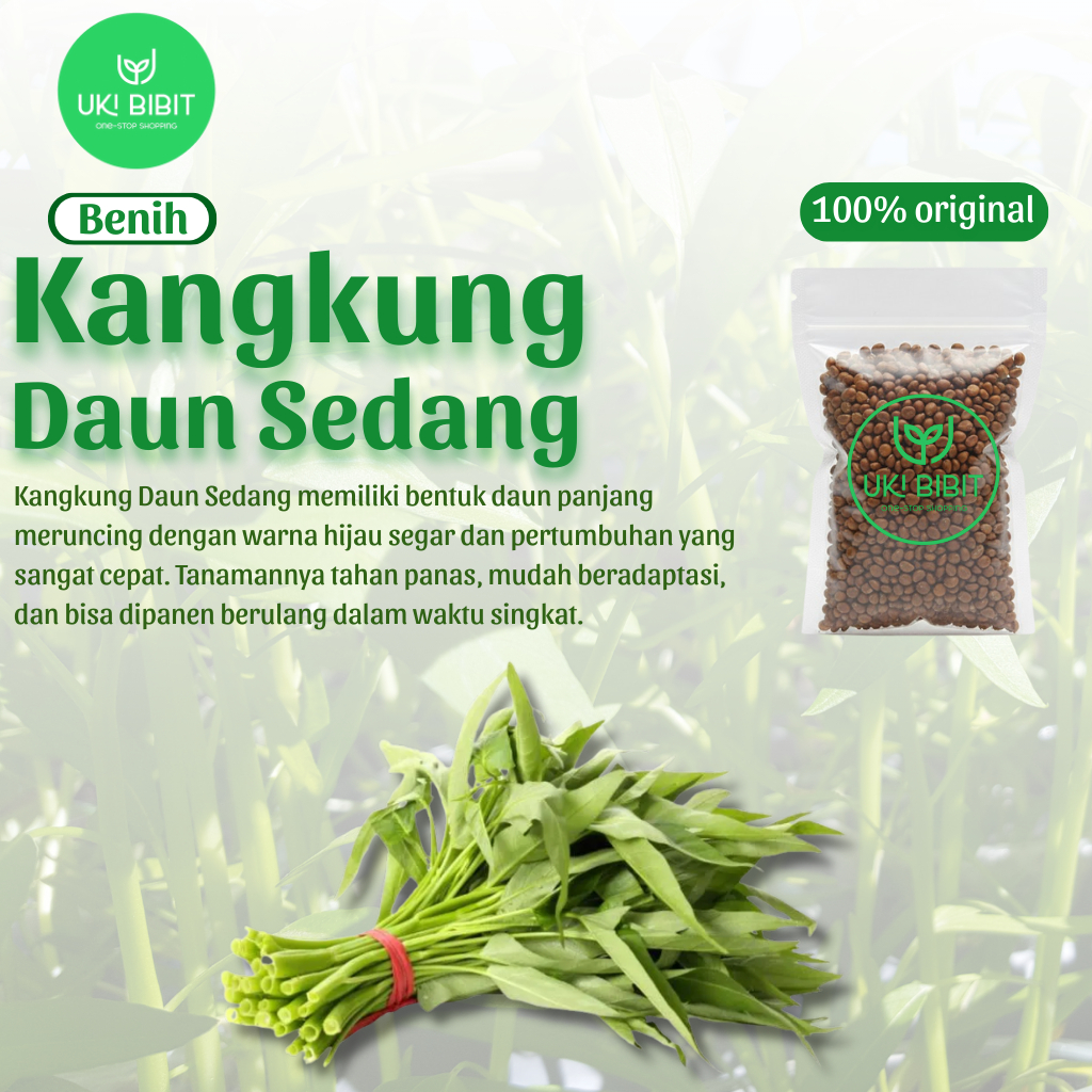Benih Biji Kangkung Darat Kiloan | Kangkung Daun Sedang Super Mudah Tumbuh & Panen Cepat