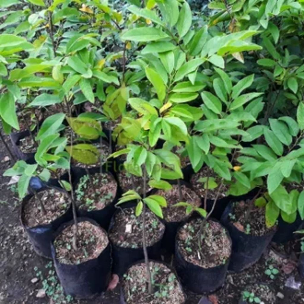 bibit namnam siaptanam