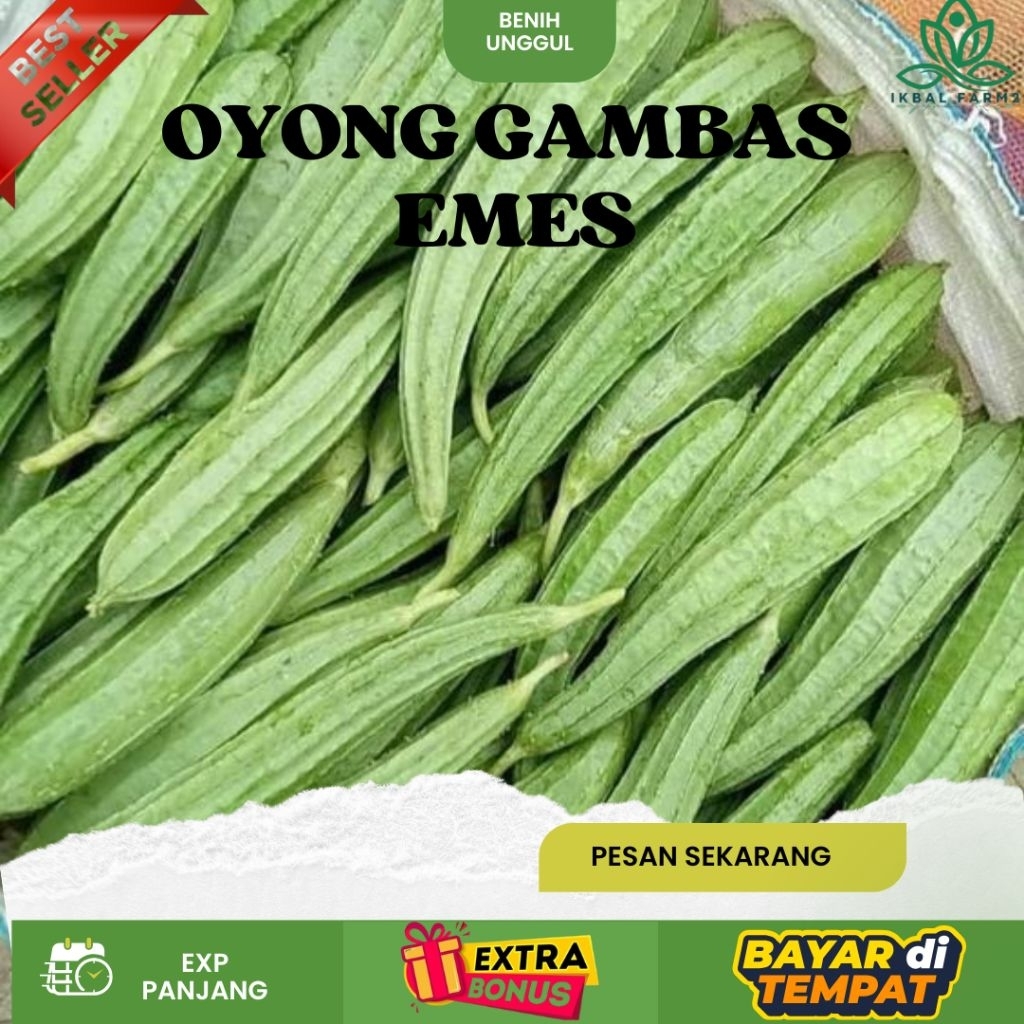 (50 biji) BIJI BENIH OYONG GAMBAS LOKAL UNGGUL | EXTRA BONUS
