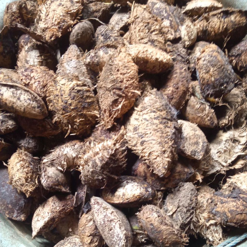 buah ketapang kering