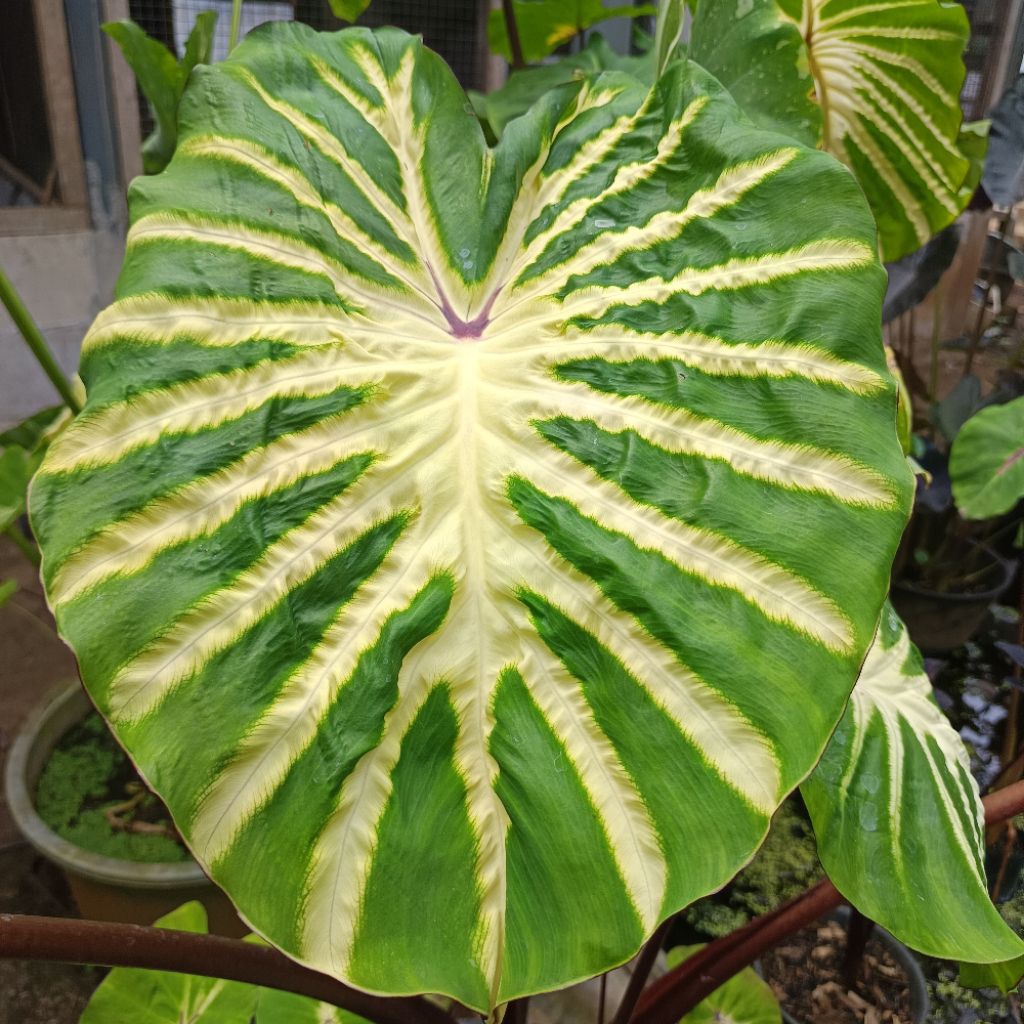 Colocasia Hybrid white lava (size remaja induk)