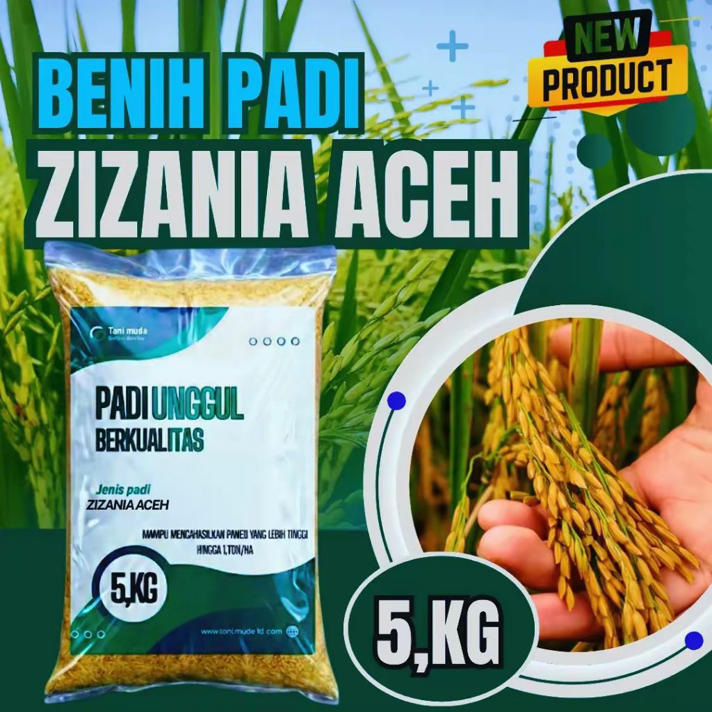 Bibit padi unggul, Zizania aceh 100%original