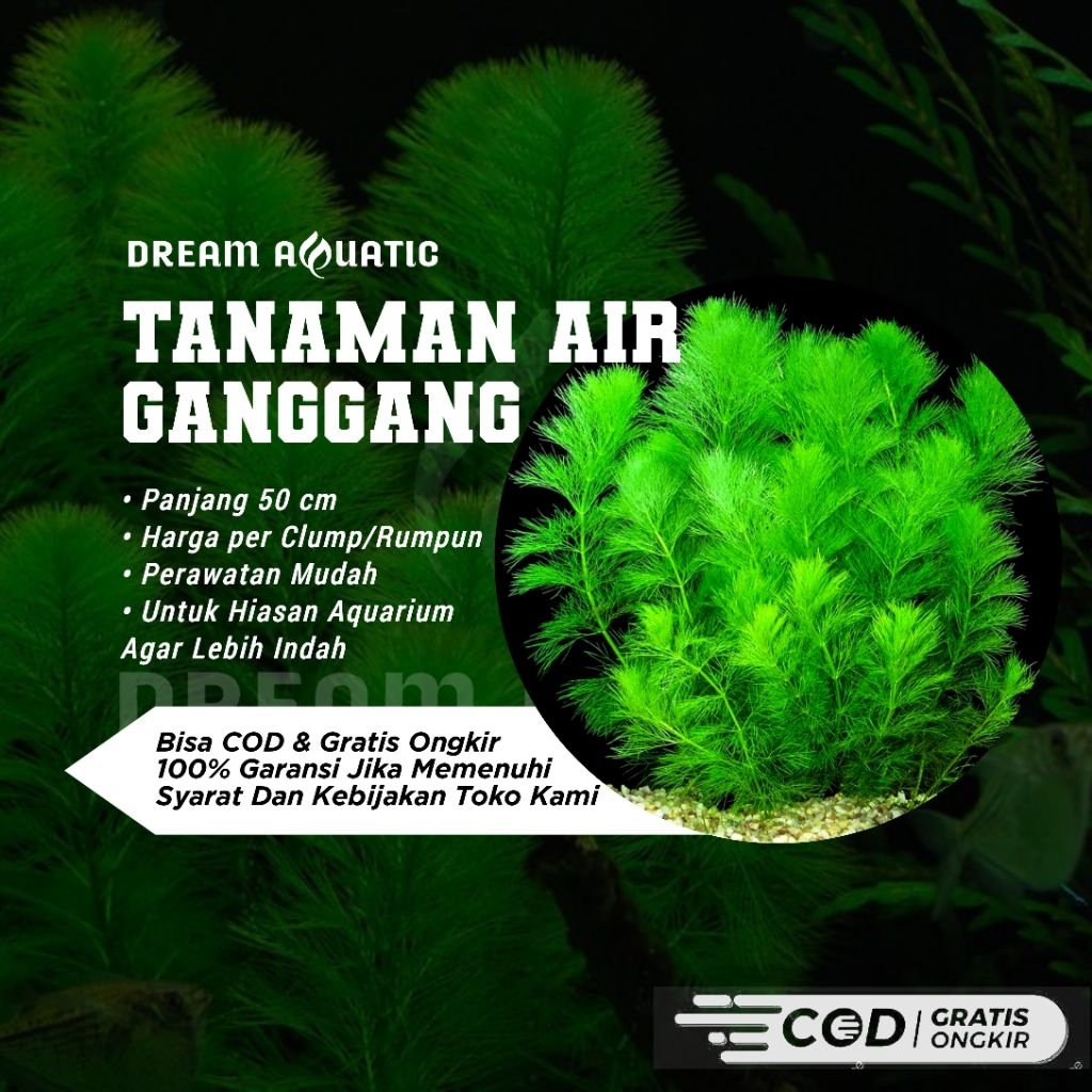 JUAL TANAMAN AIR GANGGANG HIASAN AQUARIUM/AQUASCAPE