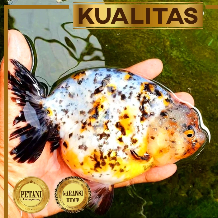 Giant Ranchu Calico Ikan Mas Koki Import Kontes Multicolor Size XXL Hiasan Aquarium Tanaman Air Tawa