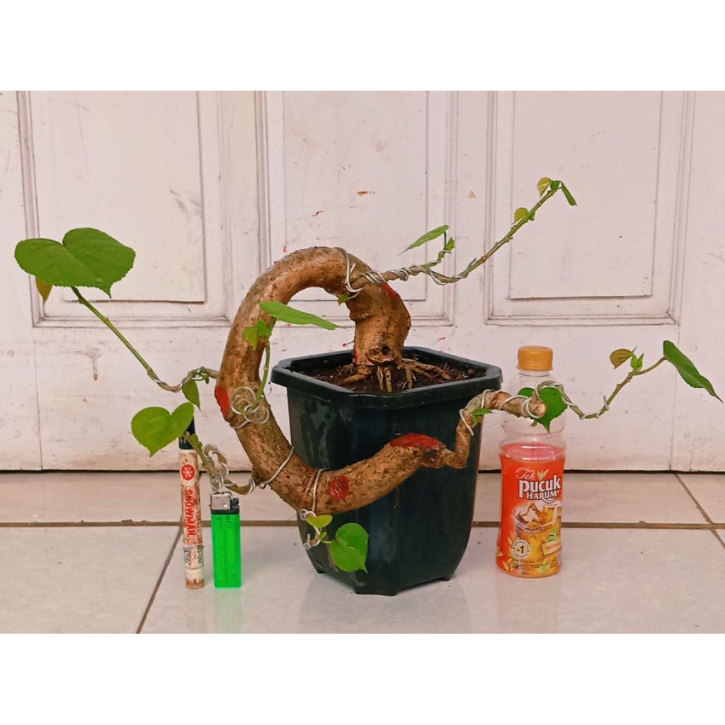 waru India unik prospek subur 85.000 program akar mantap