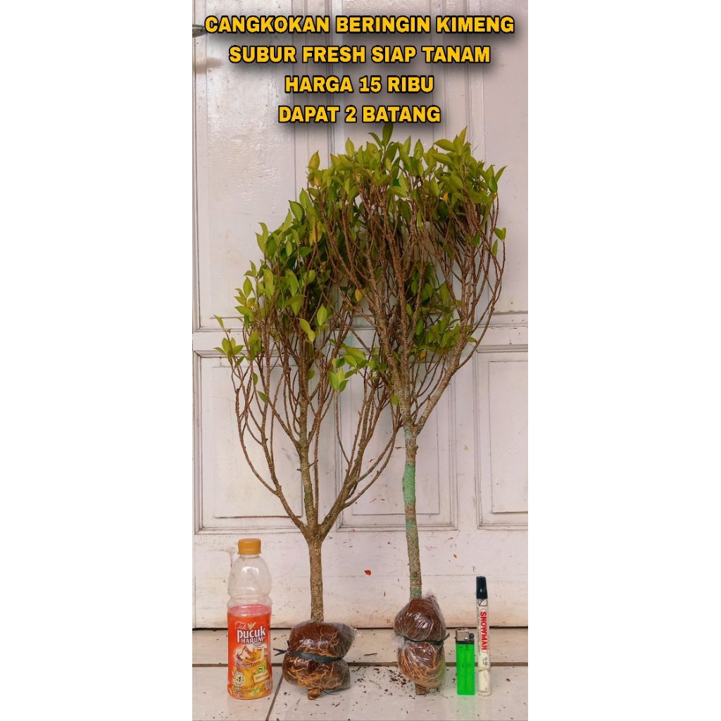 cangkokan beringin kimeng prospek subur 15.000 dapat 2 batang mantap.