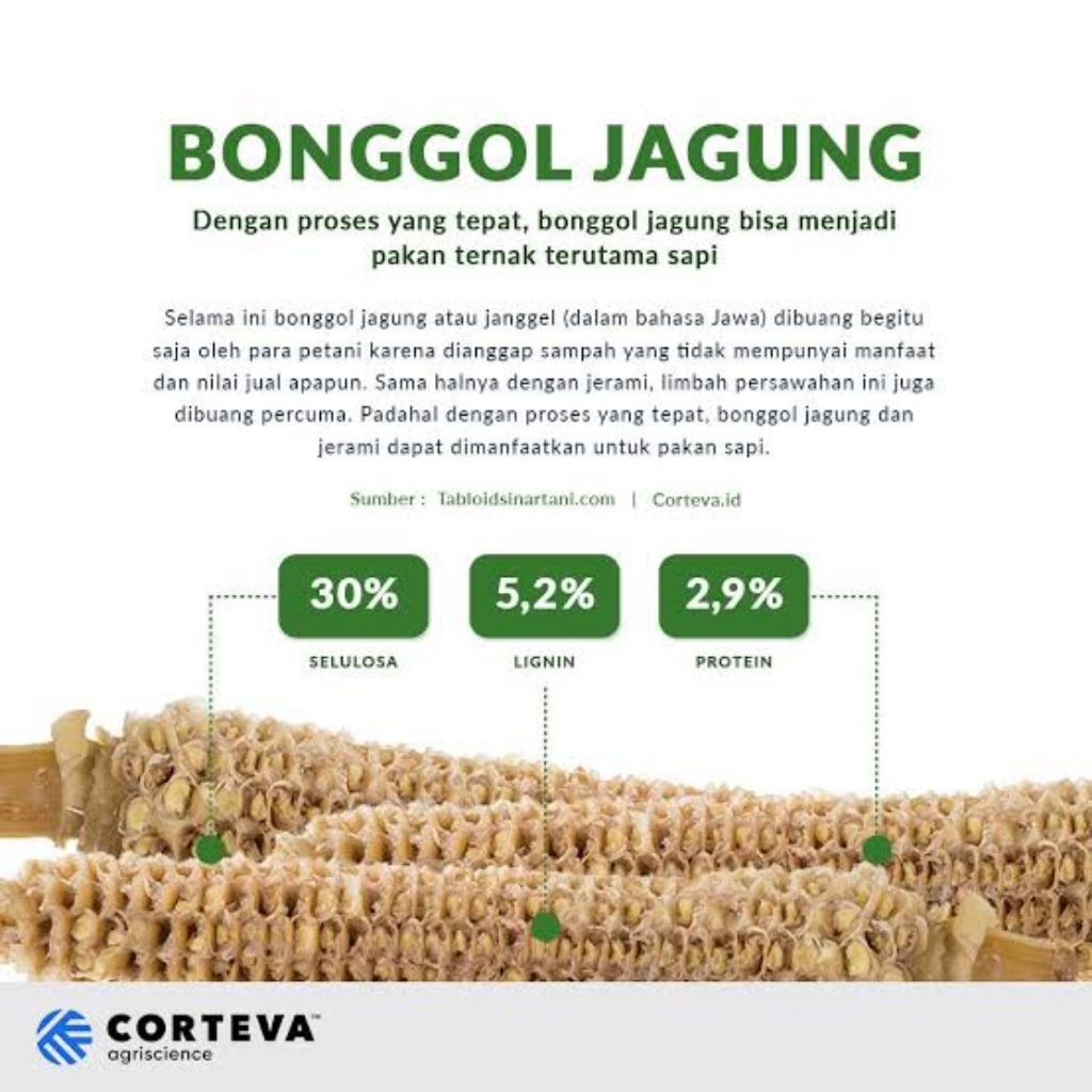 Bonggol Jagung