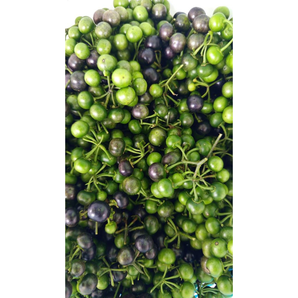 leunca segar 500g-1kg