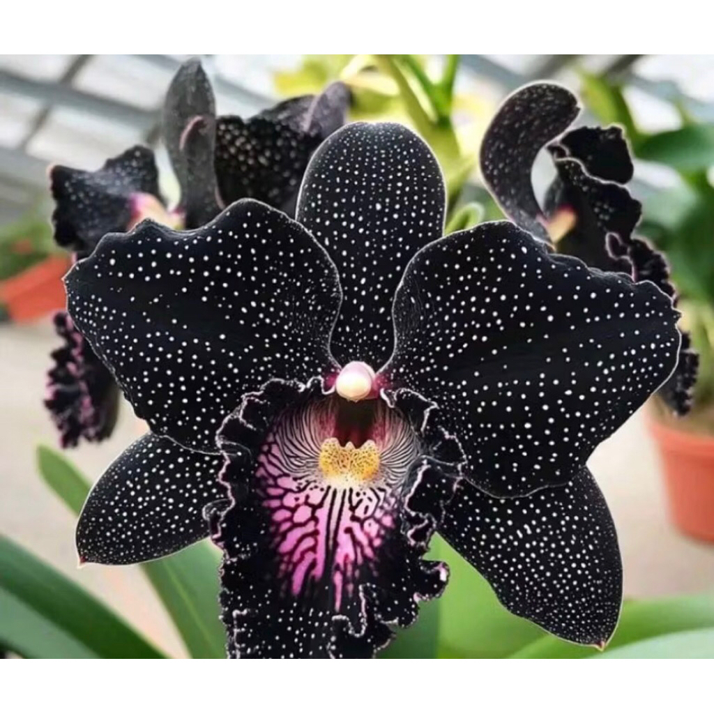 Anggrek Bulan Dewasa Spike ID Black Panther - Anggrek Bulan Dewasa Premium